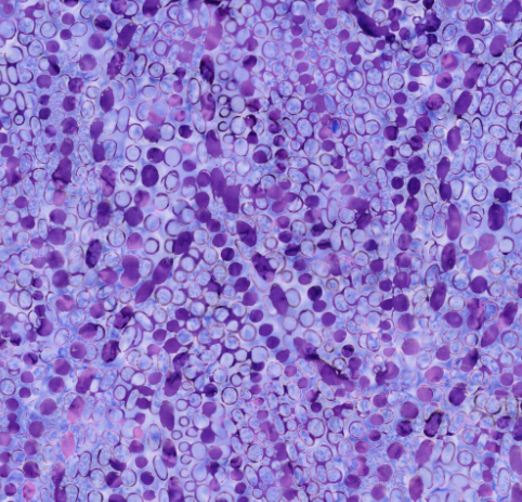 Floating Dots Tonga Batik TONGA-B3557 GRAPE