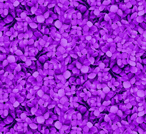 Packed Hydrangea Petals Magenta FLORA-CD3387  MAGENTA