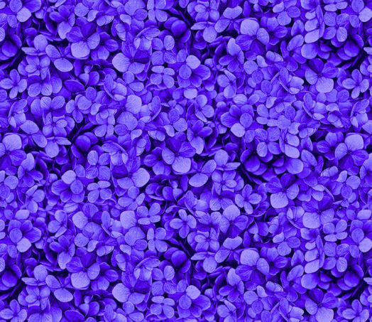 Packed Hydrangea Petals Purple FLORA-CD3387  PURPLE