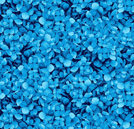 Packed Hydrangea Petals Blue FLORA-CD3387  BLUE