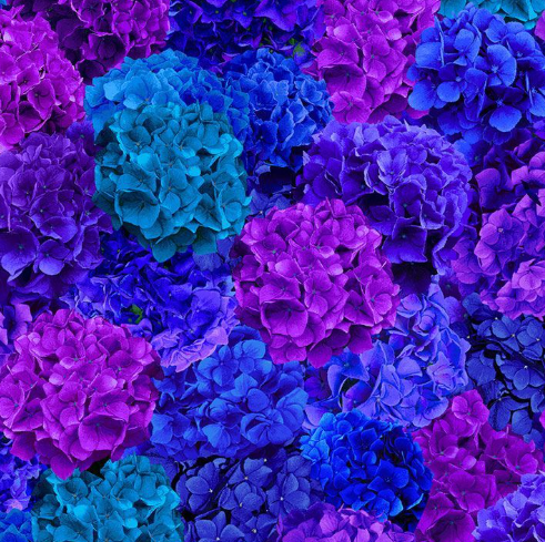 Packed Hydrangea Floral FLORA-CD3383 MULTI