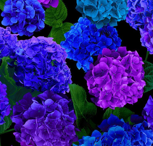 Hydrangea Large Florals FLORA-CD3381 HYDRANGEA